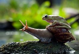 Natura